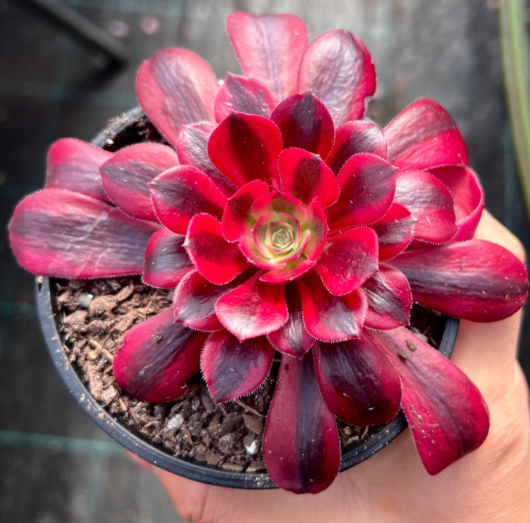 Tree Houseleek (Aeonium) 14 Aeonium Medusa