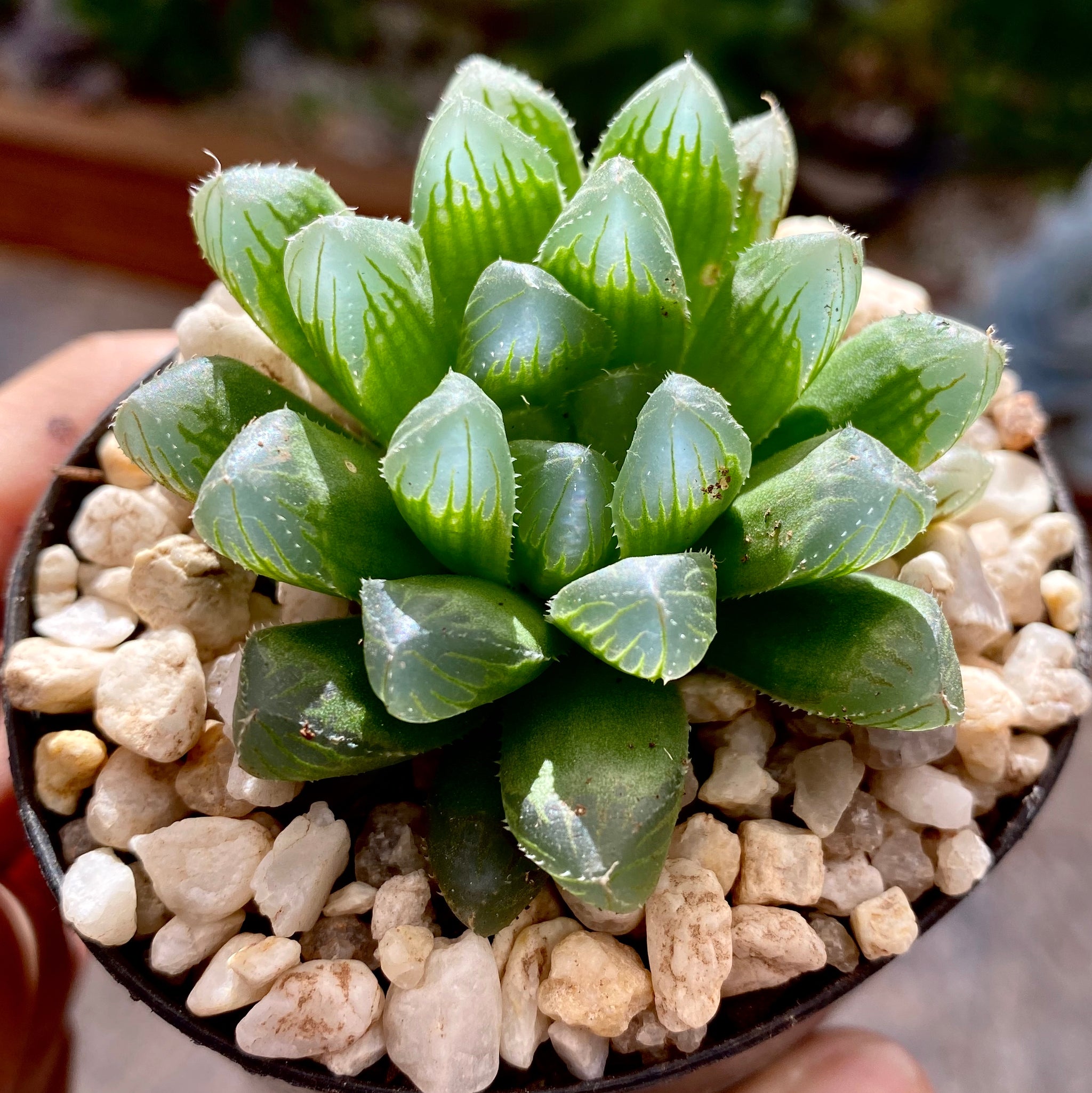 □ボビー TC苗 【多肉植物 ハオルチア ハオルシア】