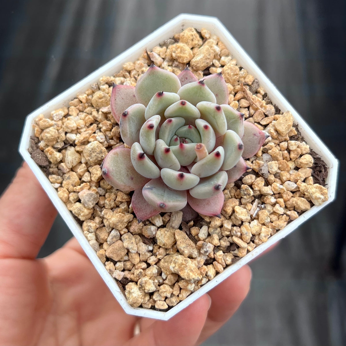 Echeveria red absinthe – RNT SUCCULENTS
