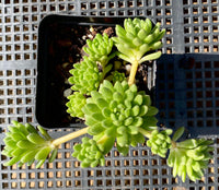 S.hirsutum ssp. baeticum Rouy cutting