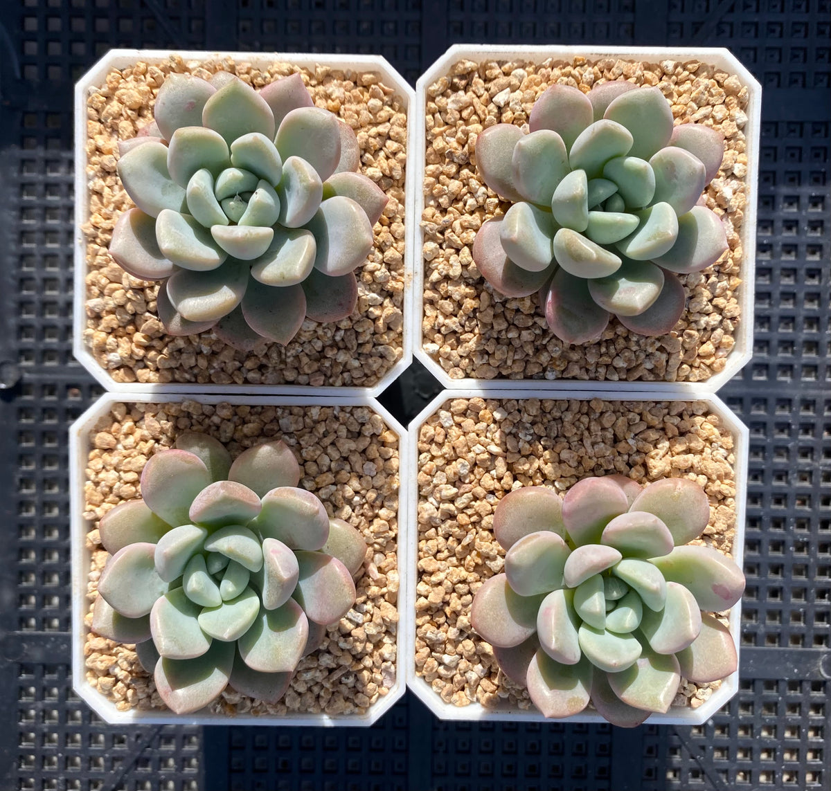 Graptoveria 'white dew' – RNT SUCCULENTS