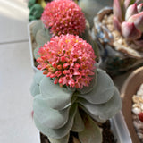 Crassula morgan's beauty