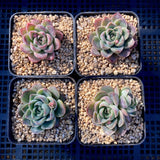 Echeveria hawolya