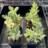 Kalanchoe robusta variegata