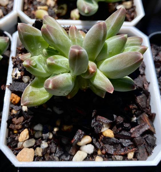 chiseled stone succulent Pachyphytum chiseled stones – RNT SUCCULENTS
