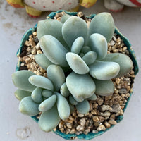 Pachyphytum preview