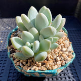 Pachyphytum preview