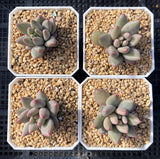 Pachyveria red angel's finger