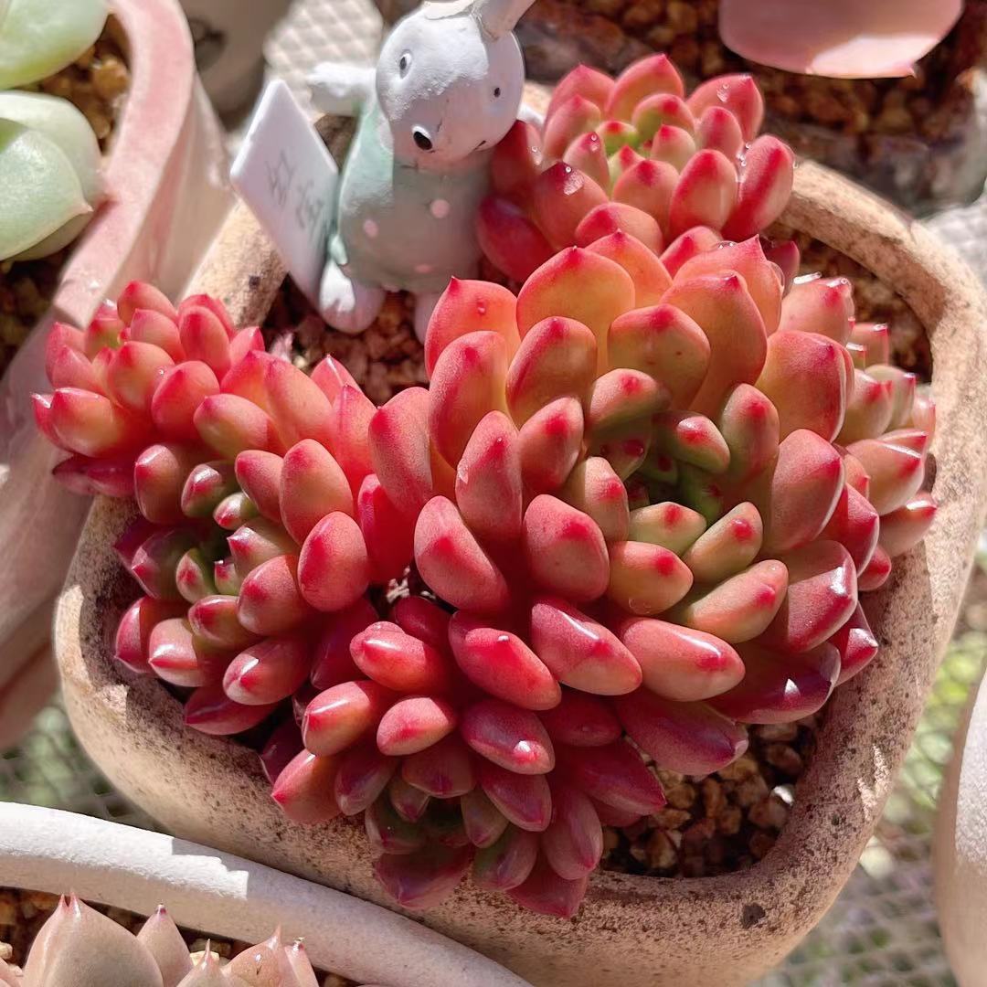 Sedum/sedeveria 景天属 – RNT SUCCULENTS