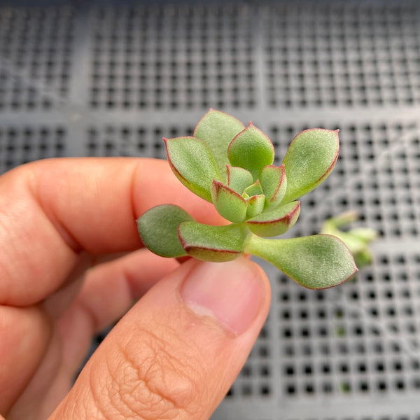 supia succulent Echeveria supia CUTTING – RNT SUCCULENTS