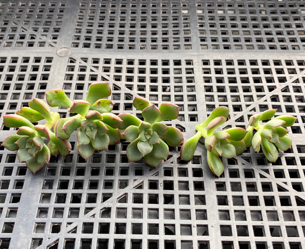 supia succulent Echeveria supia CUTTING – RNT SUCCULENTS