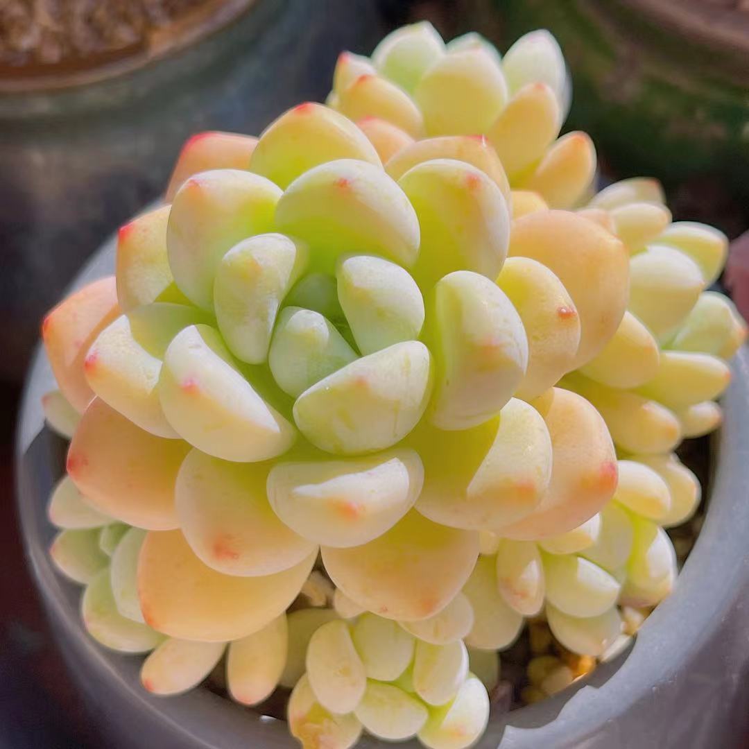 Yellow/orange succulent  RNT SUCCULENTS