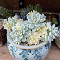 Sedum clavatum variegata – RNT SUCCULENTS