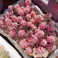 Sedum dasyphyllum lilac mound
