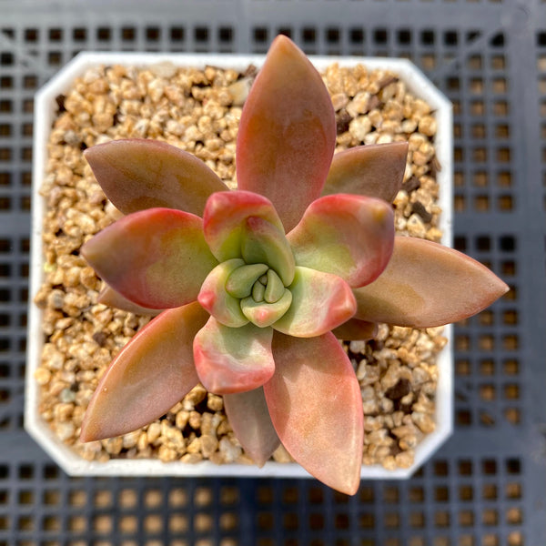 pat's pink succulent Sedum pat's pink – RNT SUCCULENTS