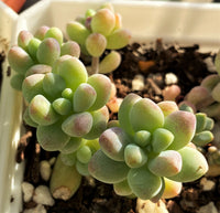 Sedum treleasei 'angel's tear'