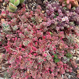 Sedum spurium 'Tricolor'