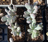 pachyphytum glutinicaule