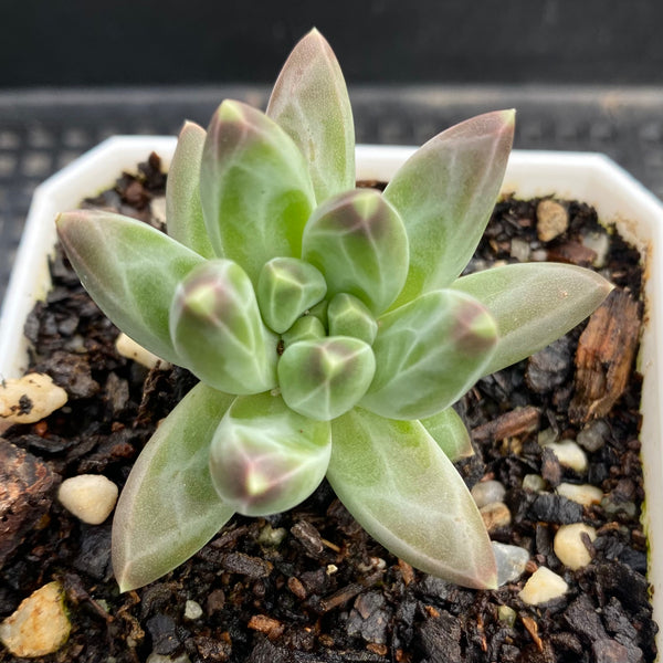chiseled stone succulent Pachyphytum chiseled stones – RNT SUCCULENTS