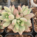 Pachyveria red angel's finger