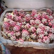 Sedum dasyphyllum lilac mound