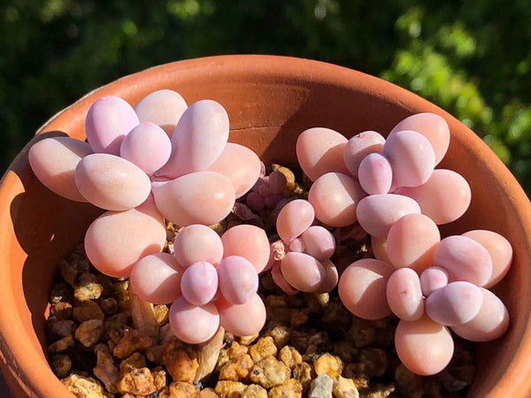 Graptopetalum 'lavender pebbles'