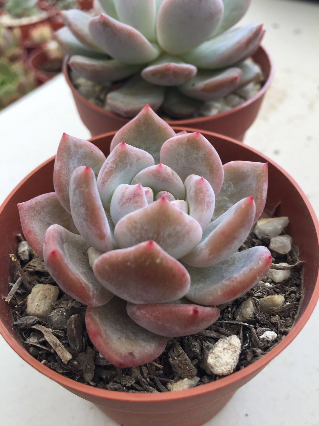 白色 多肉植物Laika23cm White succulents 白色的多肉 – Page 2 – RNT SUCCULENTS