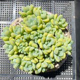 Sedum Clavatum