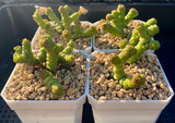 crassula rupestris ssp marnieriana miniature