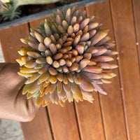 Sedeveria starburst cristata cutting