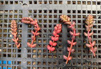 Sedum stahlii/coral beads
